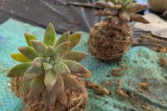 CBR-Kokedama4