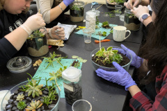 CBRTerrarium9