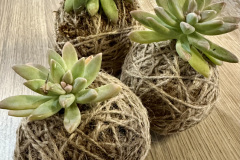 Kokedama-1