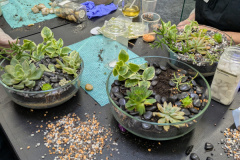 CBRTerrarium11-1