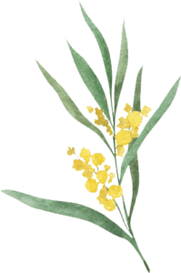 wattle